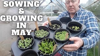 What We Are Sowing & Growing In May 2023 [Gardening Allotment UK] [Grow Vegetables At Home ]