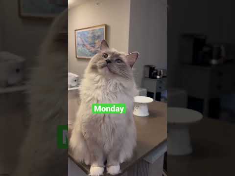 Yoshi’s turn! #meows