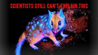 Creatures That Glow in Complete Darkness