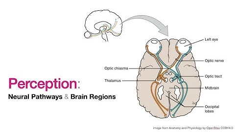 Perception  Neural Pathways & Brain Regions