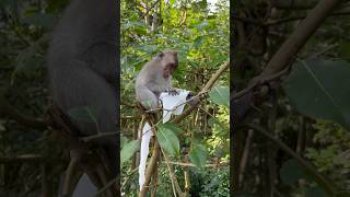 Индонезия, Бали, Лес обезьян в Убуде #mankey #forest #bali