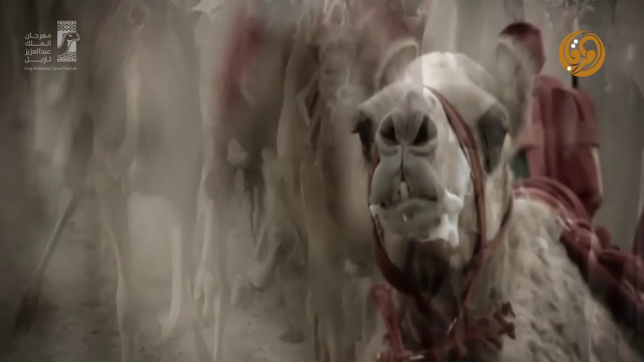 شيلة ||  الهجن - أداء فهد مطر و مهنا العتيبي - كلمات صهيب صالح الدوسري