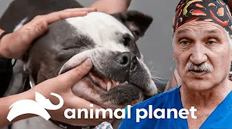 Una cirugía canina para retirar una mazorca del estomago | Dr. Jeff, Veterinario | Animal Planet thumbnail