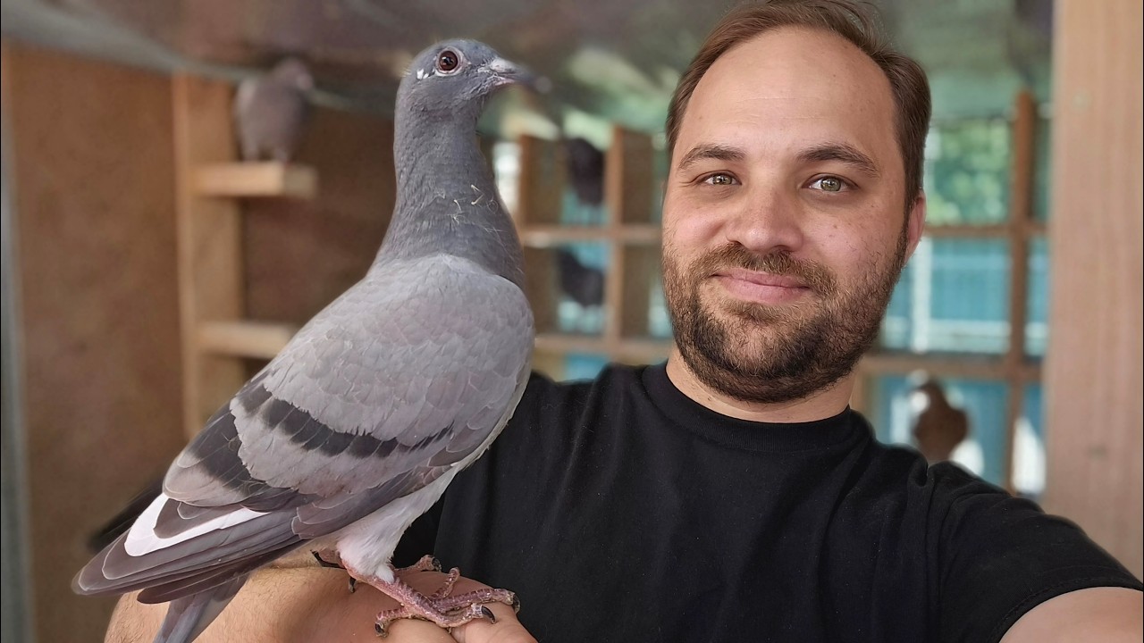 Разведение гоночных голубей в 2025 году