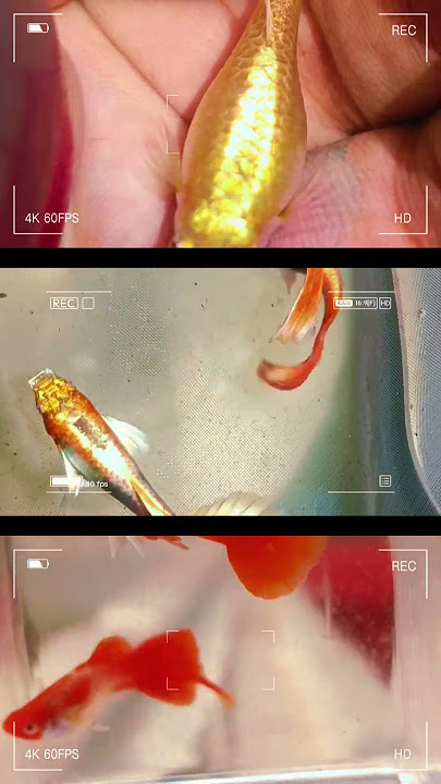 ikan Guppy yang lagi viral. Guppy full gold. Guppy Santa Claus, Guppy albino tuxedo koi white red