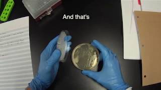 Streaking cells for Single Colonies (version 1)