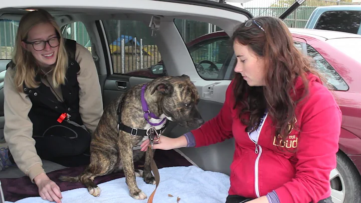 Bringing Home Your Shy or Fearful Foster Dog - flash class