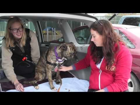 Video: PĀRSKATĪŠANA: Lonely Foster Dog, kurš sasprādzējās pie komforta komforta, ir pieņemts!