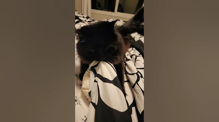 Watch the video about Maine coon siberian cat will not let me make the bed