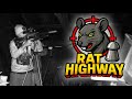 Super rat hunting Airguns clean up the farm