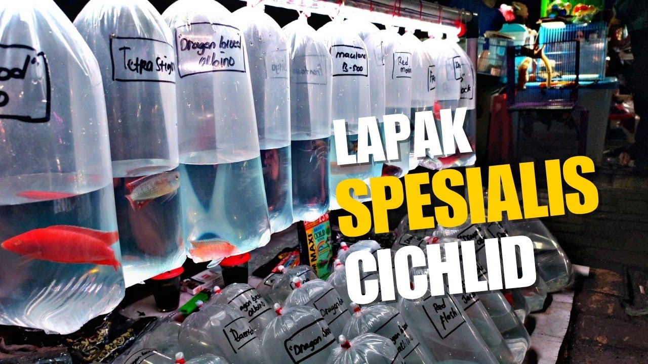 CARI CICHLID LANGSUNG AJA MAMPIR KESINI || UPDATE HARGA IKAN CICHLID DI PASAR IKAN HIAS JATINEGARA