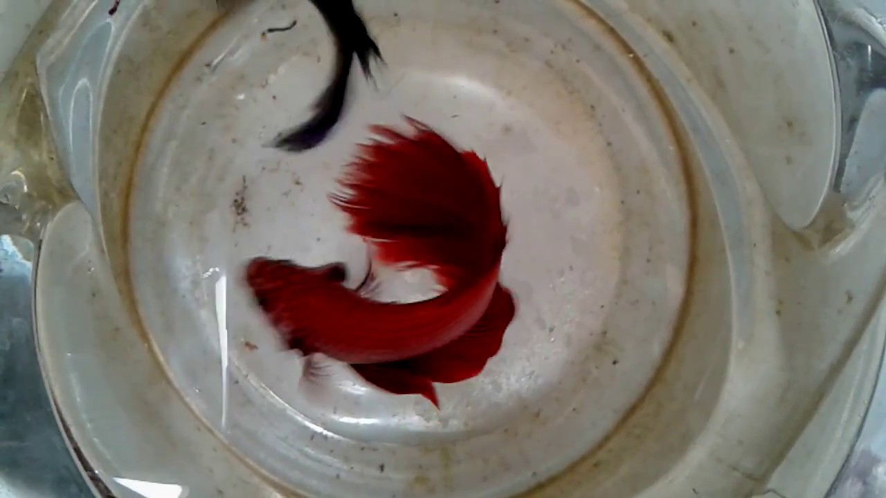 Ikan Cupang Tua The Old Betta Fish YouTube