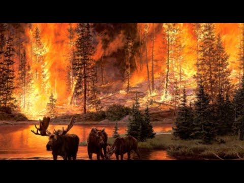 Причины лесных пожаров