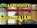 Cucak jenggot gacor  BESETAN TAJAM masteran murai batu..