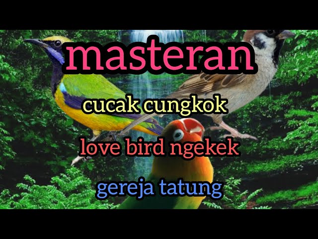 masteran(cucak cungkok,love bird, gereja tarung) class=