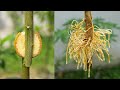 Propagate lemon tree by air layering using banana 🍌Lemon tree