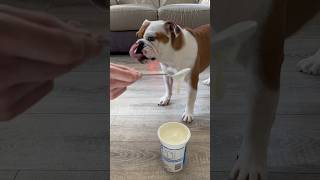 Sticking out her tongue but is this bulldog pretty? #dog #shorts #trend