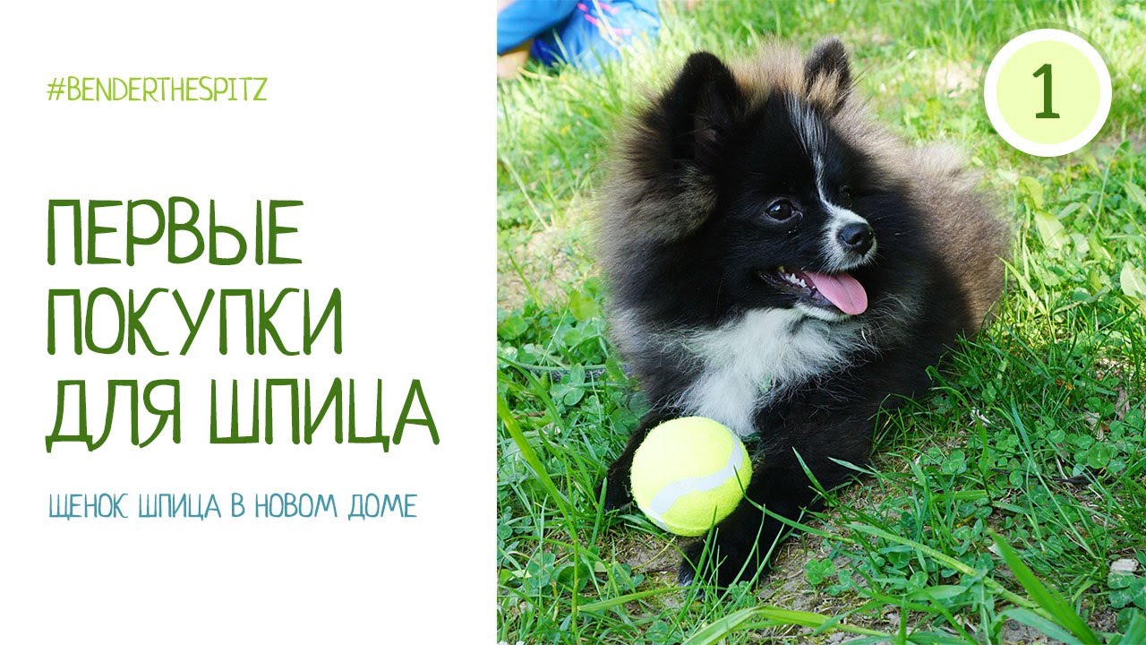 что нужно для щенка шпица список. книги про шпицев. 5 месяца. содержание померанского шпица в квартире. график питания для померанских шпицев.