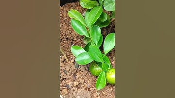How to propagate lemon tree from Cuttings, easy method 100% fruit