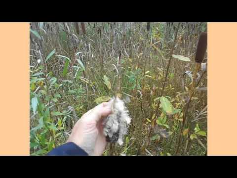 Рогоз - YouTube