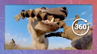 Eaten By A Spotted Hyena In Kenya Wildlife In 360 Vr