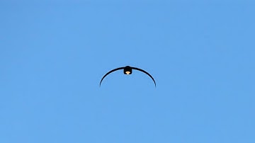 Flying Bird Animation Using Only HTML & CSS