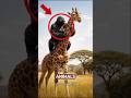 Top 5 Long Neck Animals That Look Impossible 😳🦒