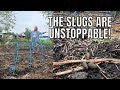 The slugs are unstoppable this year  allotment gardening for beginners