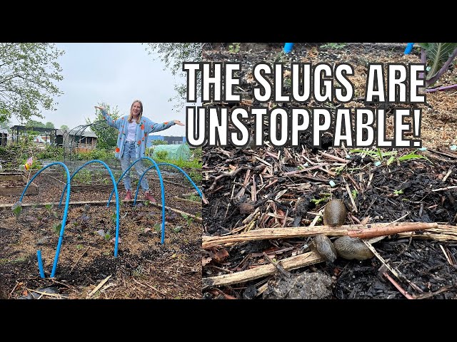 THE SLUGS ARE UNSTOPPABLE THIS YEAR! / ALLOTMENT GARDENING FOR BEGINNERS class=
