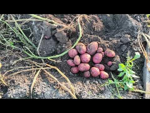 Сорт Шарвари Пирошка.Группа в Вк Огород 76 Рыбинск. - YouTube