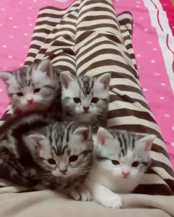 ADEGAN RANJANG MASA KINI BEB !! #KUCING MEONG-MEONG #SHORTS