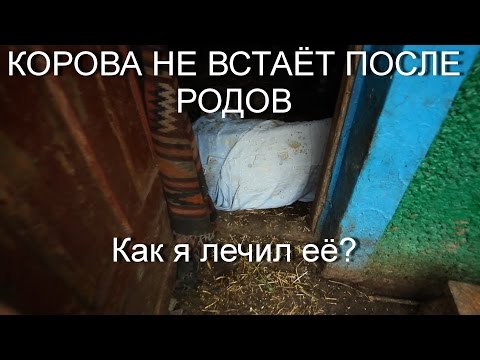 Корова не встаёт после родов. ЛЕЧЕНИЕ