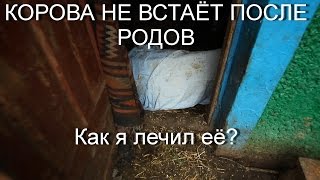 Корова не встаёт после родов. ЛЕЧЕНИЕ