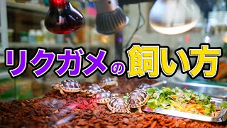 【リクガメの飼い方をご紹介！】爬虫類倶楽部オリジナル商品ご紹介！Vol.5