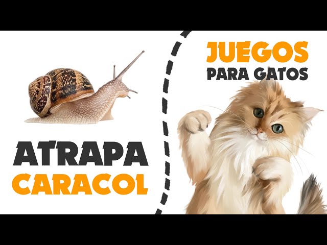 Videos para #gatos - #Laser 