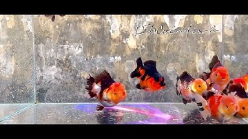 Oranda Short tail Paiy hàng VIP - High quality