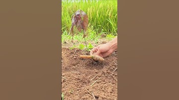 freshly picked#villagelife#farming#agriculture#planting #rurallife#enjoyrurallife#cuttingskills