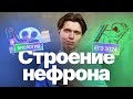 Строение нефрона