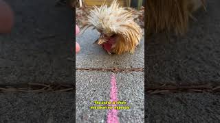 Tonic Immobility Phenomenon: Chickens that Suddenly Freeze as a Defense Mechanism #shorts
