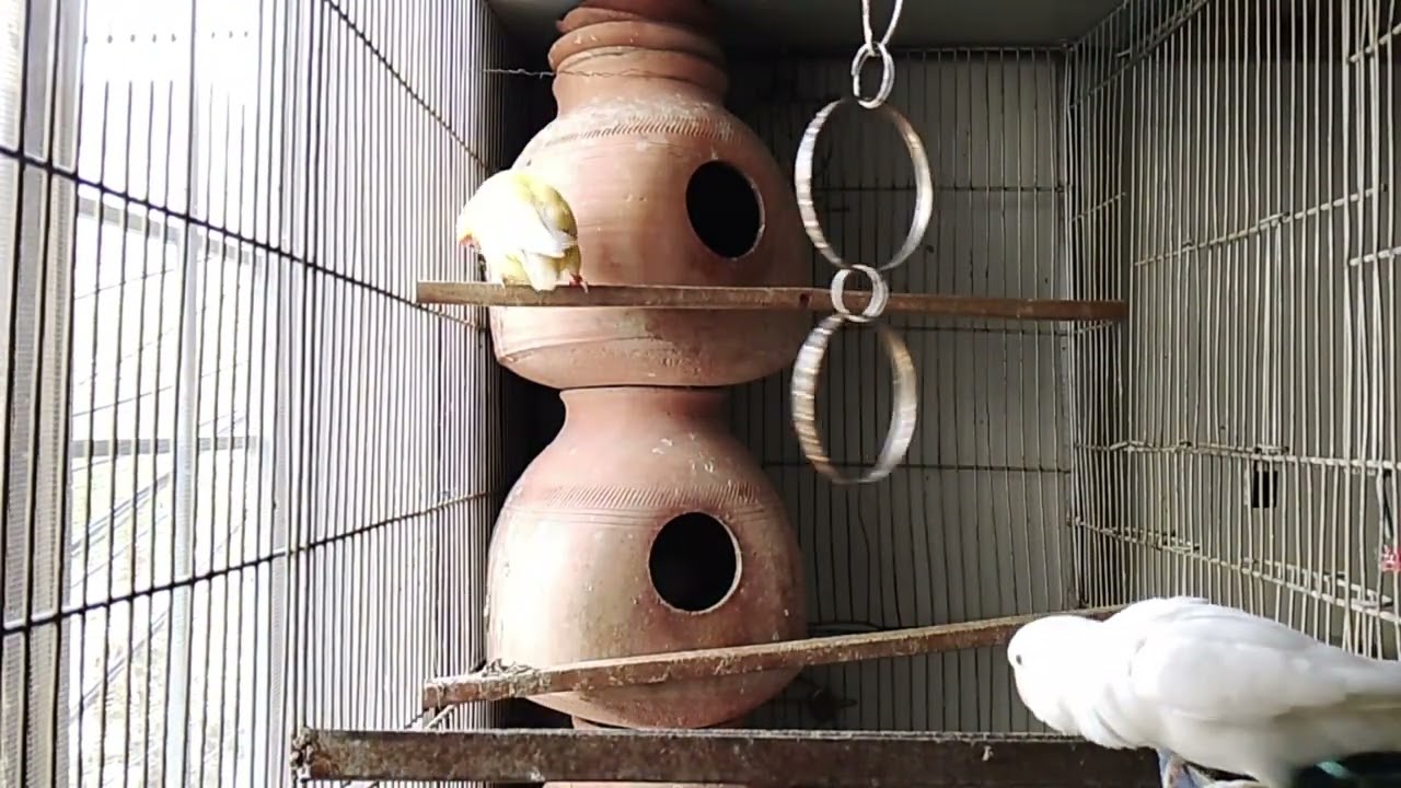 Lucky Lovebirds daily amazing moments forever 🥳🦜🐦🕊️