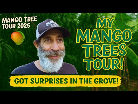 Mango Tree Tour 2025 Surprises in My Florida Backyard!