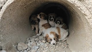 Rescue puppies waterleiding 20 april 2024