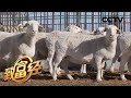 《致富经》和羊擦出财富火花的“羊”大厨 20200120 | CCTV农业