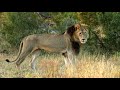 Limping Male Lion Keeps up with the Pride (Lambile)