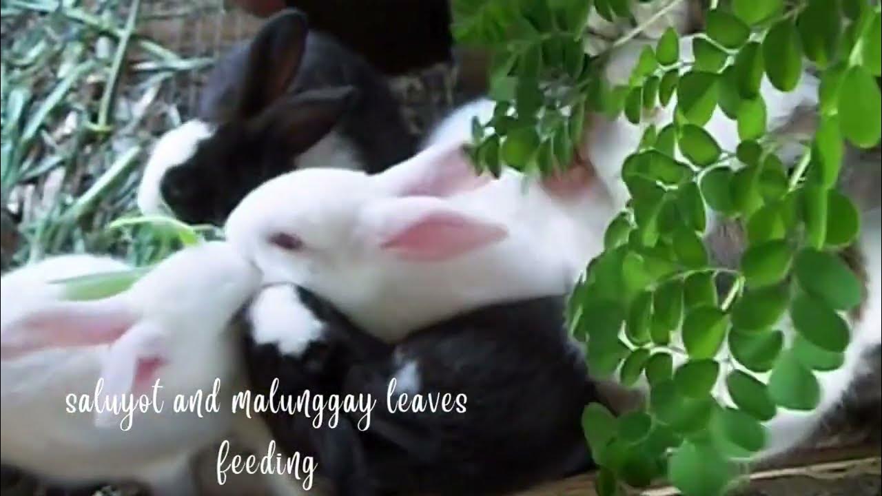 Farm Rabbits; What Do I Feed My Rabbits And When Do The Litters Start