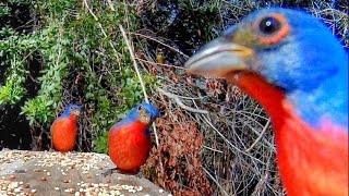 Painted Buntings - Nature's Bird Jewels