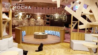 猫カフェMOCHA 名古屋店紹介MOVIE