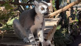 Jungle Park Teneriffa Tenerife 2023 (Parque las Águilas)