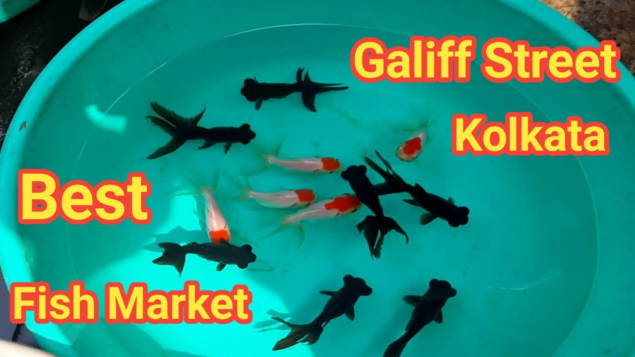 Galiff Street Best Fish Market In Kolkata Wholesale Fish Market In Kolkata Wholesale Fish Market