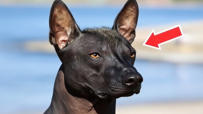 Family Adopts Strange Dog – When the Vet Sees Him, He Calls the Police! -  YouTube
